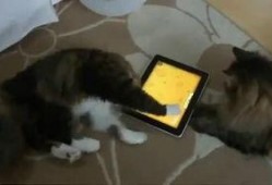 萌宠吃瓜搞笑视频全集,全集回顾笑翻天