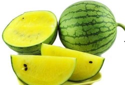 蜗牛吃西瓜哈密瓜视频