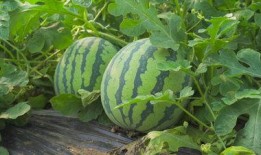 长葛吃大瓜的视频,一场视觉盛宴的狂欢