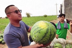 乌鲁木齐方仓吃瓜视频,真实记录方仓内的“吃瓜”日常