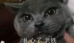 是叶小喵啦吃瓜视频,揭秘娱乐圈幕后故事