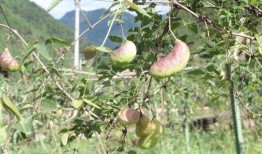 川哥吃八月瓜视频大全,解锁夏日清新美味