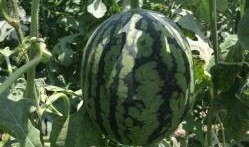 山工园吃瓜视频大全,揭秘校园生活趣味瞬间