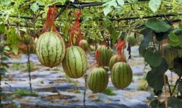 古乡湖吃瓜视频,一场别开生面的乡村盛宴