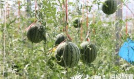 广西大新吃瓜事件视频,一场引发热议的街头冲突瞬间