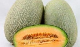 蛇可以吃哈密瓜吗视频讲解,哈密瓜在蛇餐中的地位