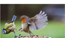 幸福鸟吃瓜事件视频在线观看,网络热议背后的真相揭秘