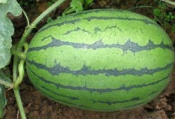 水峪矿最近吃瓜视频,揭秘矿工生活幕后真相