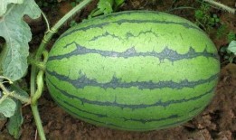 水峪矿最近吃瓜视频,揭秘矿工生活幕后真相