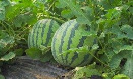 任县小城吃瓜视频,一场别开生面的吃瓜盛宴