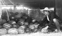 平川吃瓜群众事件视频曝光,视频曝光揭示惊人真相