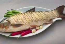 草鱼吃哈密瓜好吗视频,草鱼食用哈密瓜的实验观察与探讨