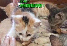 是叶小喵啦吃瓜视频,揭秘娱乐圈幕后故事