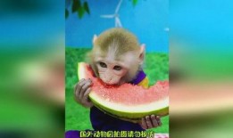 猴子吃瓜文案视频软件,猴子吃瓜，趣味横生的短视频盛宴