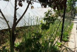 长椅吃瓜原视频