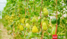 三亚最新吃瓜视频,揭秘网红打卡地幕后真相