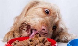 坏瓜能给狗吃嘛视频,营养与安全的双重考量