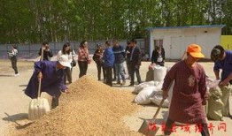 社会实践吃瓜群众视频,短视频中的社会现象观察