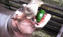 河马吃大王瓜视频大全,挑战大王瓜美食盛宴