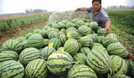 高密最新吃瓜事件新闻视频,最新吃瓜事件视频揭秘，真相令人咋舌