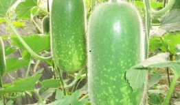 台湾全民吃瓜视频大全,台湾吃瓜视频大全，揭秘岛内热门话题与趣味瞬间