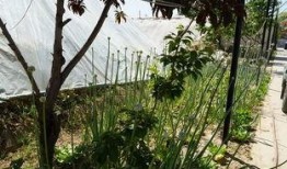 公园里的吃瓜视频,趣味横生的夏日午后