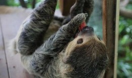 狮子猫吃瓜群众视频,一场趣味横生的网络狂欢