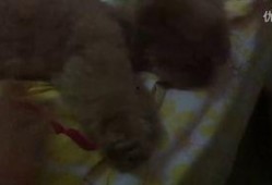 蓝姐姐吃瓜视频,揭秘娱乐圈幕后故事