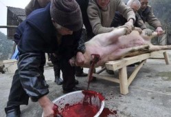 缅甸杀猪盘吃瓜视频,一场精心策划的网络骗局