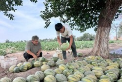 新疆吃瓜事件视频,揭秘背后真相与网络舆论风暴