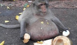 舞蹈猴子吃瓜视频大全集,舞蹈猴子吃瓜视频全集精彩回顾