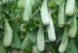 临沂兰田吃瓜事件视频最新,一场网络热议的瓜田奇谈