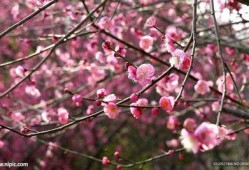 梅花 七吃瓜视频,揭秘美食背后的趣味故事