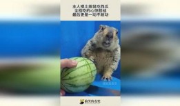 土拔鼠吃瓜视频,揭秘动物界的“美食家”
