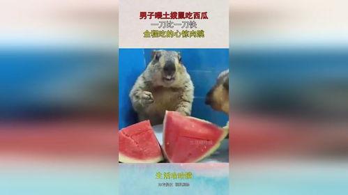 土拔鼠吃瓜视频,揭秘动物界的“美食家”